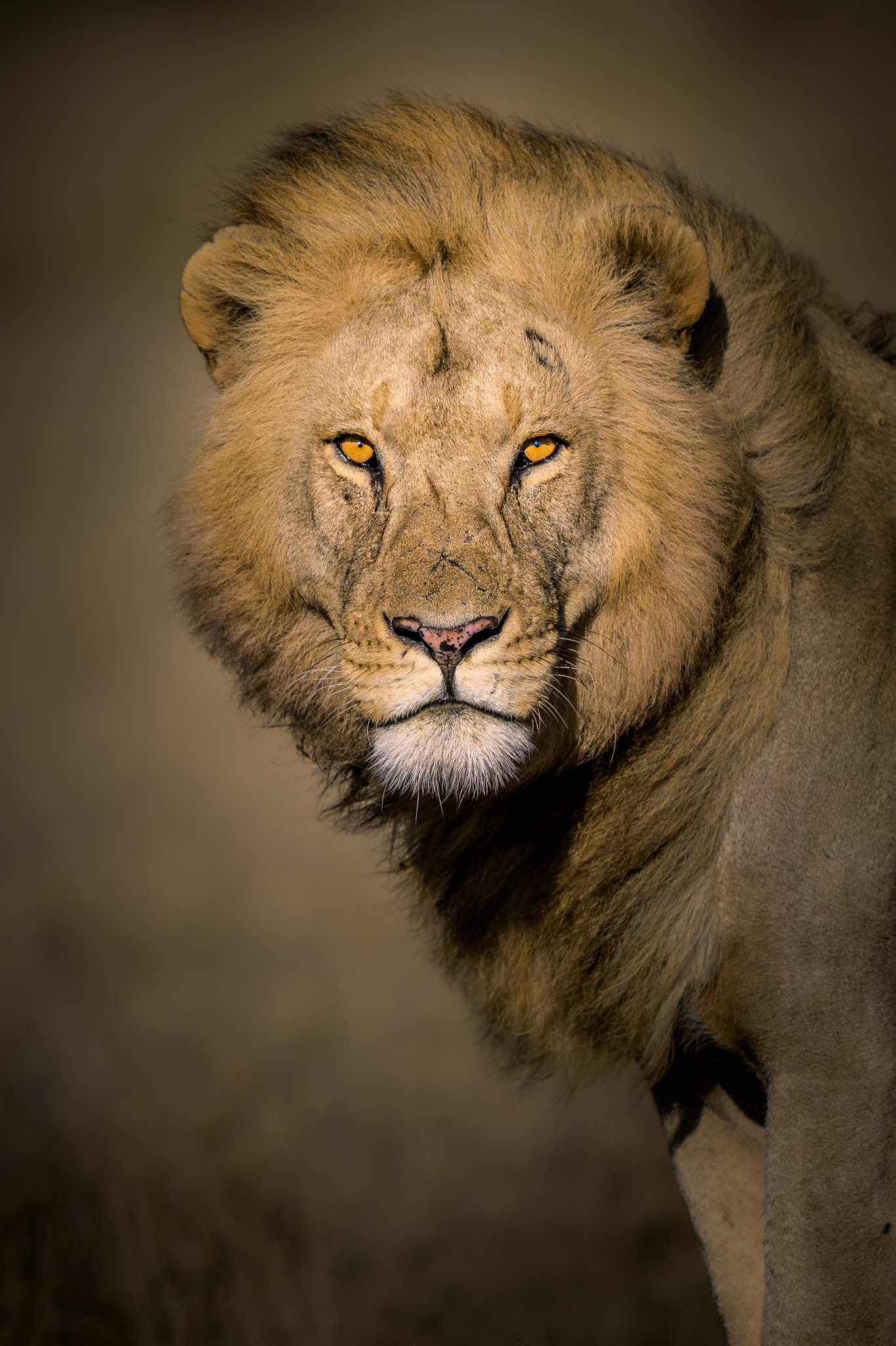 Dominant male lion looking directly into camera, mane lifted by the wind, eastern Serengeti, Tanzania.