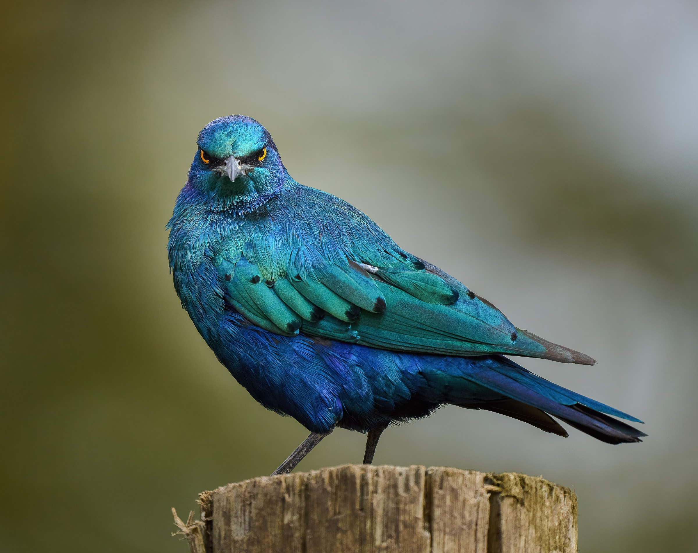 Greater blue-eared starling with glossy blue-green plumage and an orange eye, perched on a wooden fence post, Solio, Kenya.